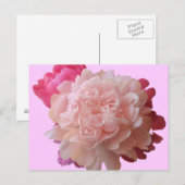 BV - Pink Peony Postcard Postkarte (Vorne/Hinten)