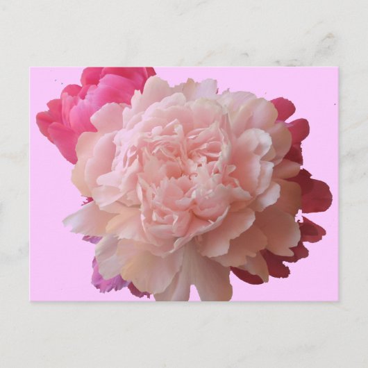 BV - Pink Peony Postcard Postkarte (Vorderseite)