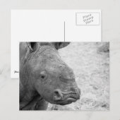 BW Baby Rhino Postcard Postkarte (Vorne/Hinten)