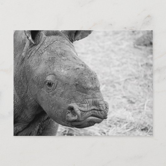BW Baby Rhino Postcard Postkarte (Vorderseite)