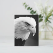 BW Bald Eagle Postkarte (Stehend Vorderseite)