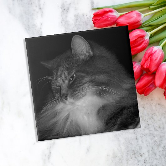 BW Cat Foto von Simba Fliese