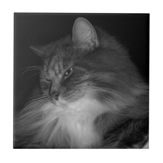 BW Cat Foto von Simba Fliese (Vorderseite)