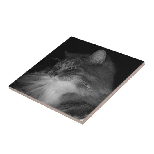 BW Cat Foto von Simba Fliese (Seite)