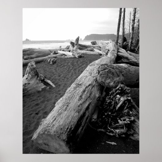bw driftwood 2 poster (Vorne)
