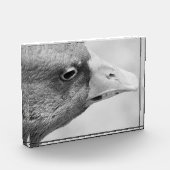 BW Goose Fotoblock (Links)