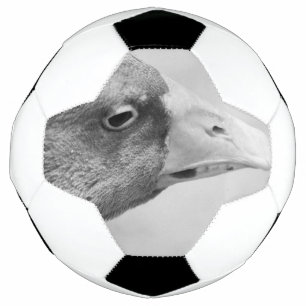 BW Goose Fußball