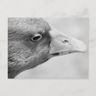 BW Goose Postkarte