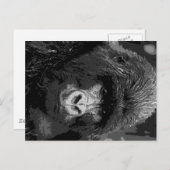 BW Gorilla Face Postkarte (Vorne/Hinten)