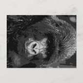 BW Gorilla Face Postkarte (Vorderseite)