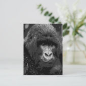 BW Gorillagesicht Postkarte (Stehend Vorderseite)