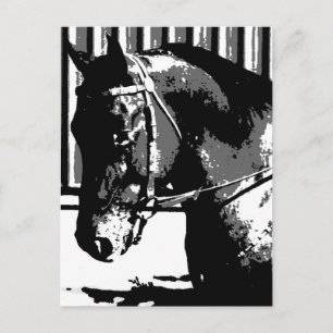 BW Hengst Pferd Postkarte
