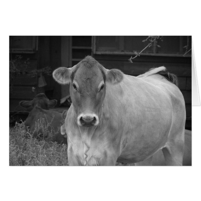 bw. Kuh (Vorderseite (Horizontal))