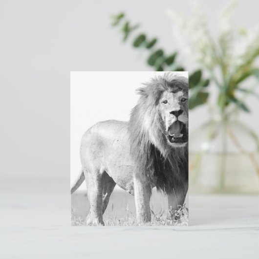 BW Lion Postkarte (Stehend Vorderseite)
