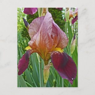 BW- Marroon und Pink Iris Postkarte