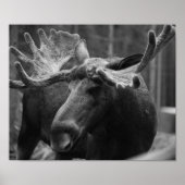BW Moose Poster (Vorne)