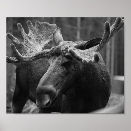BW Moose Poster (Vorne)