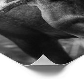 BW Moose Poster (Ecke)