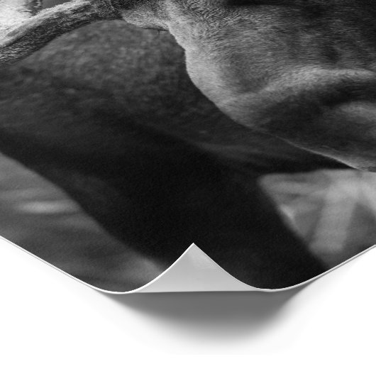 BW Moose Poster (Ecke)
