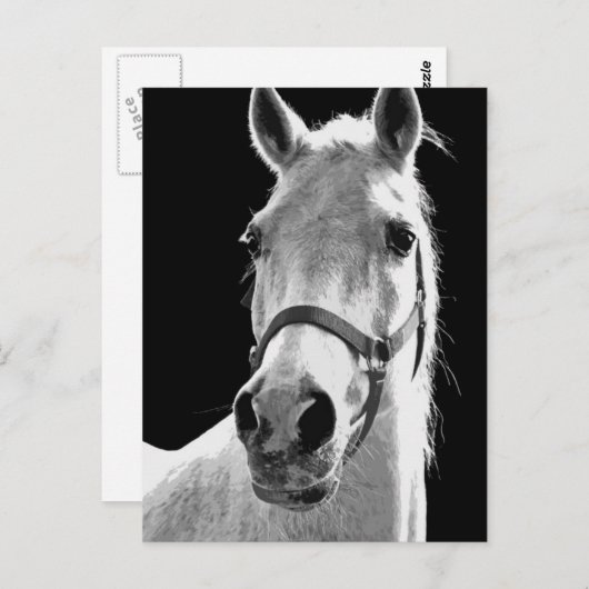 BW Pferd Postkarte (Vorne/Hinten)