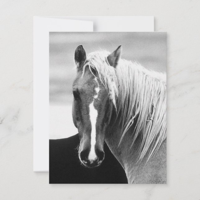 BW-Pferdeportrait (Vorderseite)