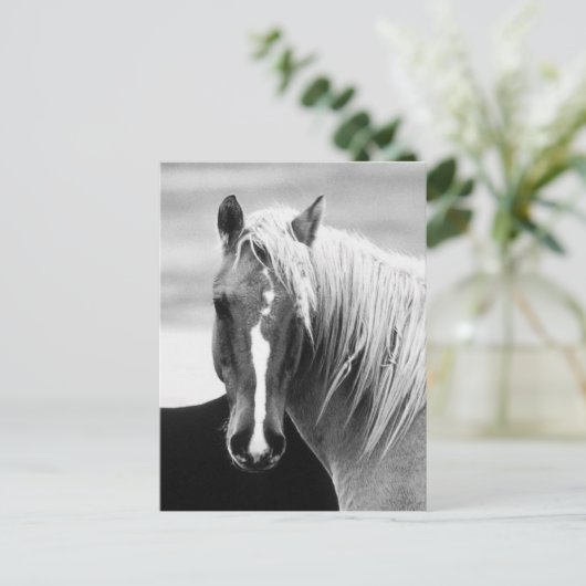 BW-Pferdeportrait Postkarte (Stehend Vorderseite)
