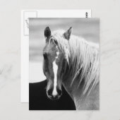 BW-Pferdeportrait Postkarte (Vorne/Hinten)