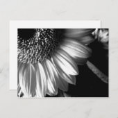 Bw-Sonnenblume 2 Postkarte (Vorne/Hinten)