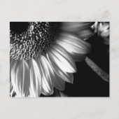 Bw-Sonnenblume 2 Postkarte (Vorderseite)