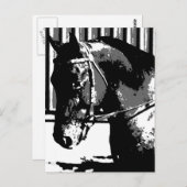 BW Stallion Pferd Postkarte (Vorne/Hinten)