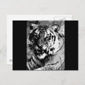 BW Tiger Postkarte (Vorne/Hinten)