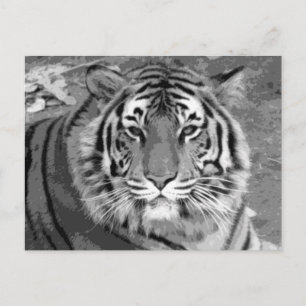 BW Tiger Postkarte