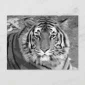 BW Tiger Postkarte (Vorderseite)
