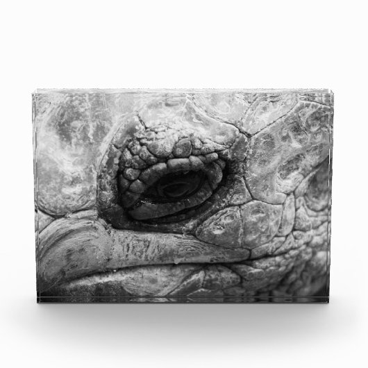 BW Tortoise Fotoblock (Vorderseite)