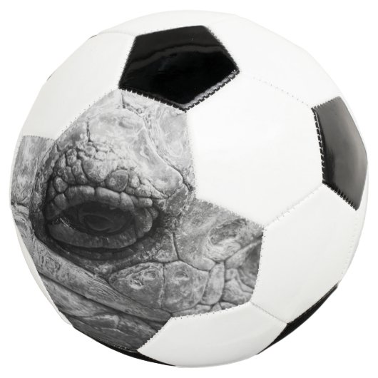 BW Tortoise Fußball (Dreiviertel)
