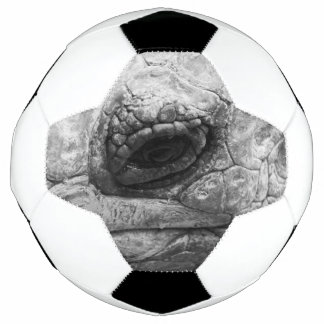 BW Tortoise Fußball