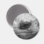 BW Tortoise Magnet (Vorderseite/Rückseite)