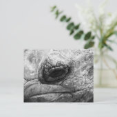 BW Tortoise Postkarte (Stehend Vorderseite)