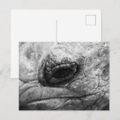 BW Tortoise Postkarte (Vorne/Hinten)