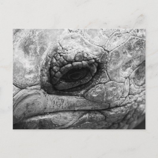 BW Tortoise Postkarte (Vorderseite)