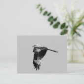 BW-Version: Roter Drachen (Rotmilan) im Flug Postkarte (Stehend Vorderseite)