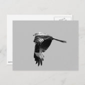 BW-Version: Roter Drachen (Rotmilan) im Flug Postkarte (Vorne/Hinten)