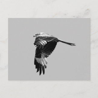 BW-Version: Roter Drachen (Rotmilan) im Flug Postkarte