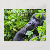 Bwindi-Wald, Uganda Reise-Postkarte Postkarte (Vorderseite)