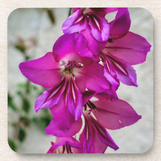 Byzantine Gladiolus Getränkeuntersetzer (Vorderseite)