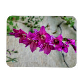 Byzantine Gladiolus Magnet (Horizontal)