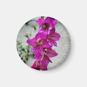 Byzantine Gladiolus Magnet
