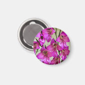 Byzantine Gladiolus Magnet (Vorderseite/Rückseite)