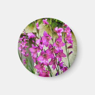 Byzantine Gladiolus Magnet