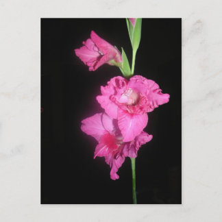 Byzantine Gladiolus Postkarte